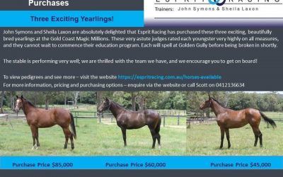 MAGIC MILLIONS PURCHASES