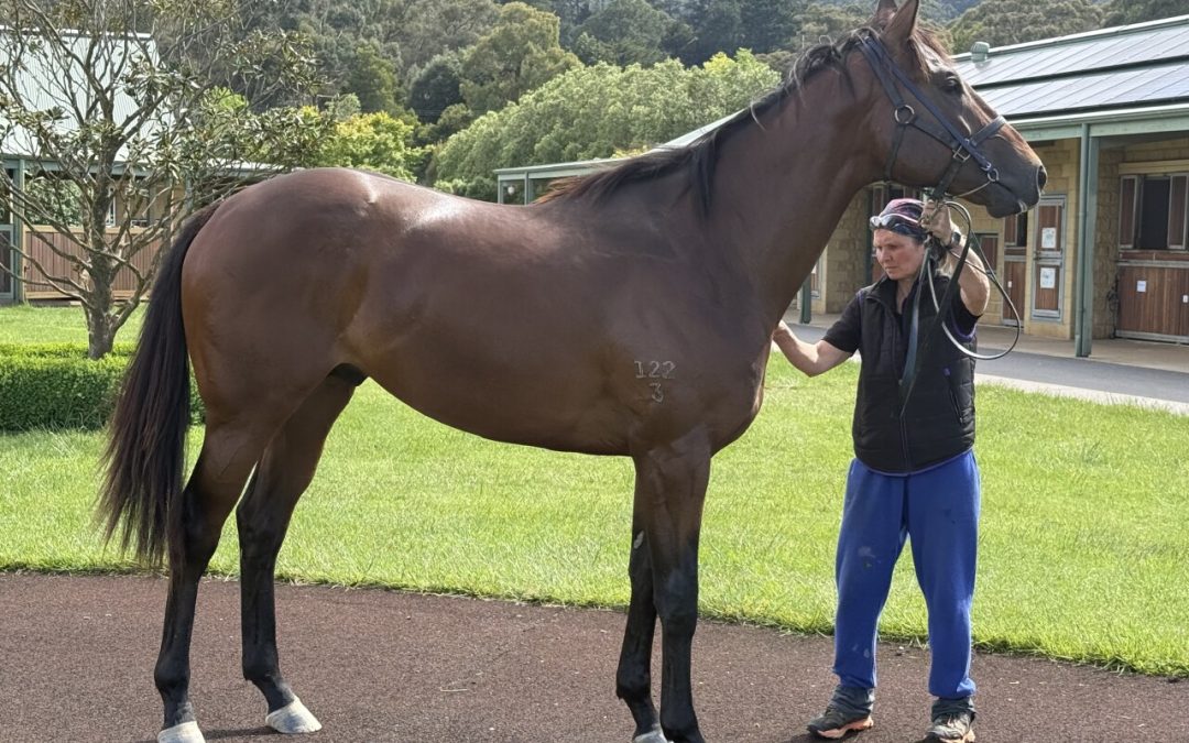 Zoustar – Construe