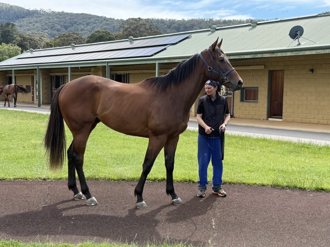 The Mission – Hanaan