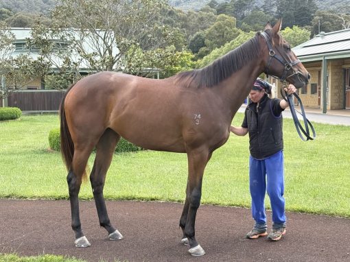 Zoustar - Sheila's Star