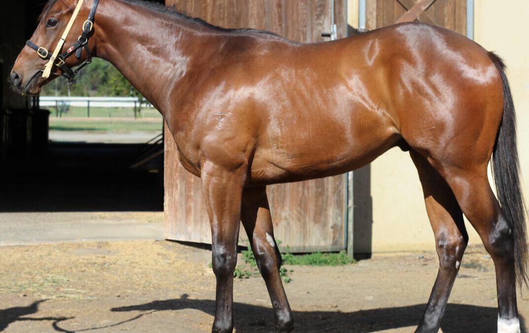 Almanzor – Vinevale