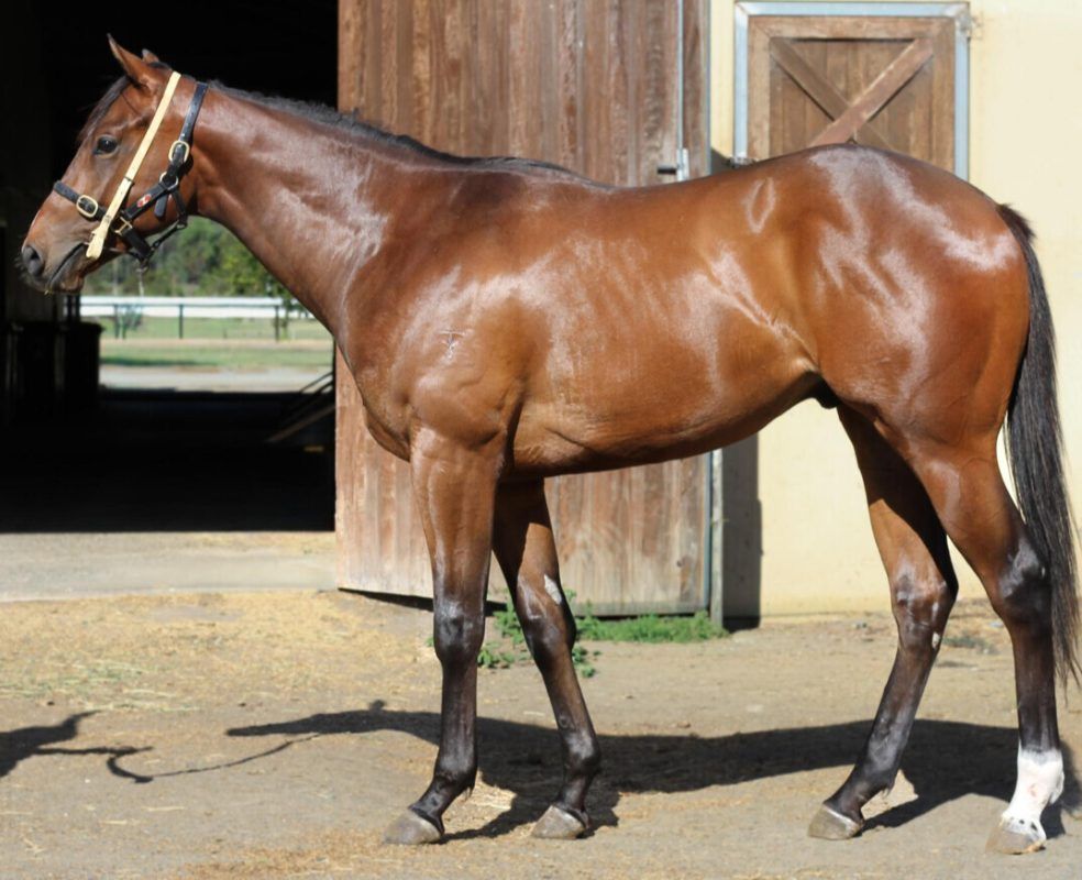 Un-named (Almanzor – Vinevale)