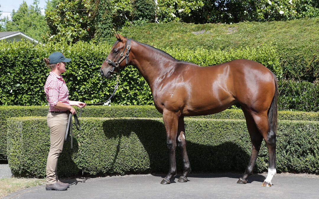 Un-named (Almanzor – Vinevale)