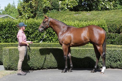 Un-named (Almanzor - Vinevale)