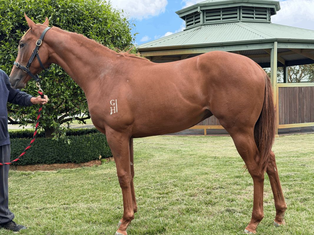 Un-named (All Too Hard – Sawn Off Shotgun)