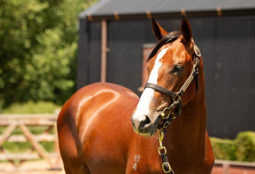 Un-named (Toronado - Kristalove)