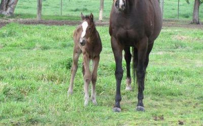 1st BON HOFFA FOAL BORN 2012