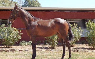 Bon Hoffa Bay Yearling Colt 10% $1000 5% $500