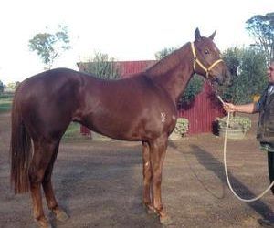 Set Squares 2yo Half Sister Sallanches Trials Well And Looks Promising