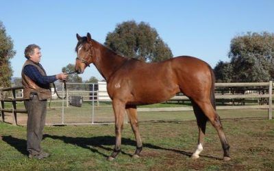 New Listing – Amadeus Wolf Colt $875