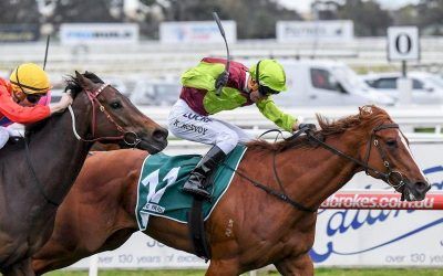 Bon Aurum To Stand At Glen Eden