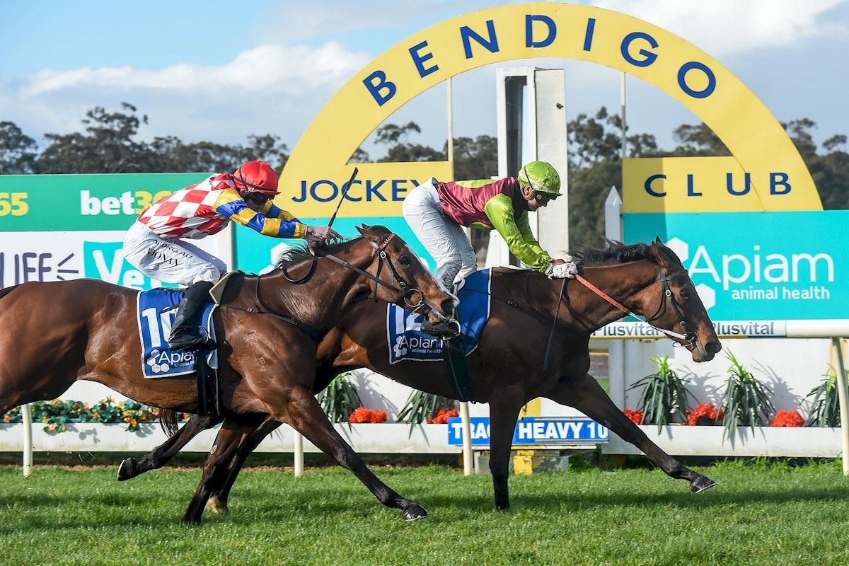 Tried Horses for Sale Melbourne Buy Racing Horses in Melbourne, Victoria