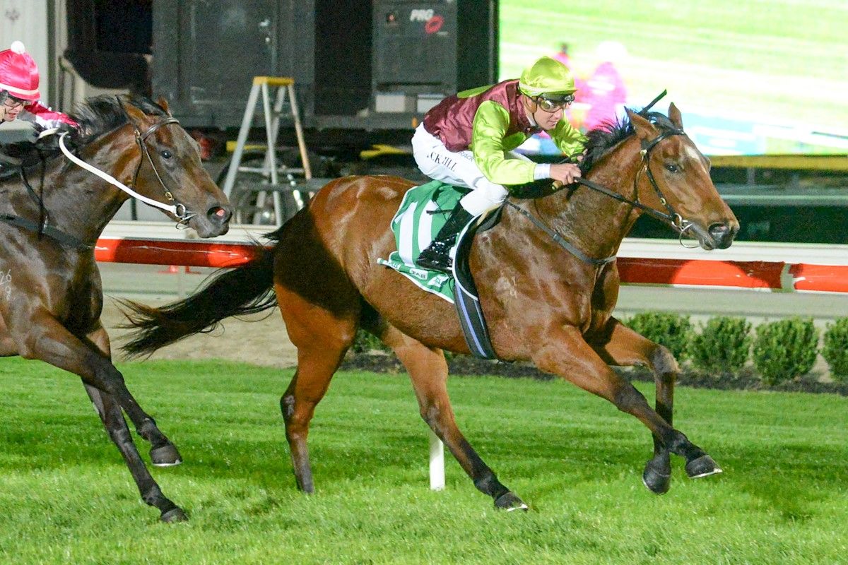 Tried Horses for Sale Melbourne Buy Racing Horses in Melbourne, Victoria