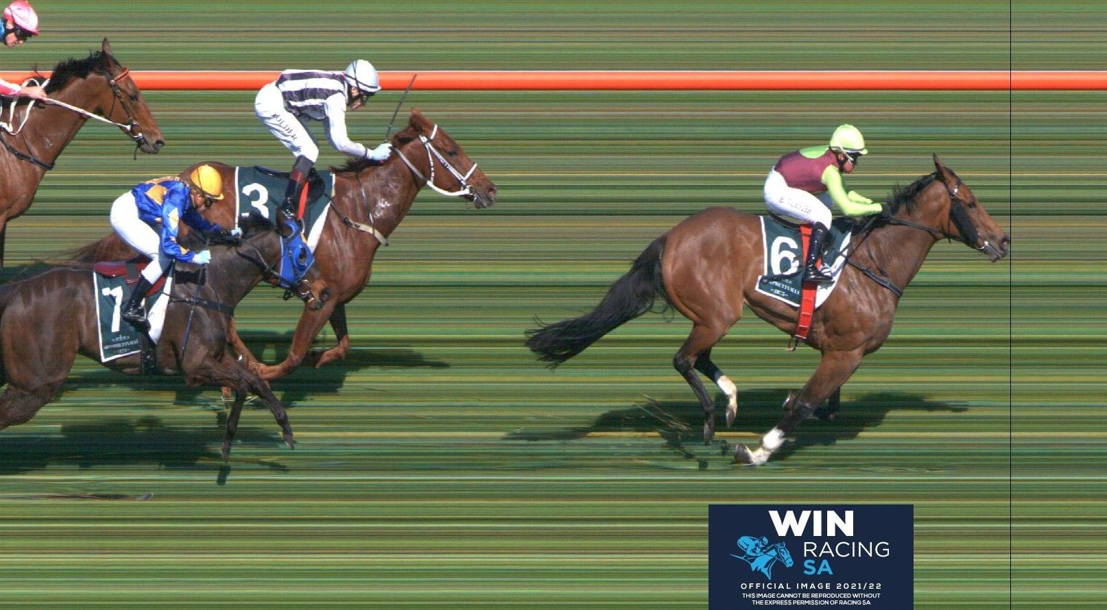 Tried Horses for Sale Melbourne Buy Racing Horses in Melbourne, Victoria