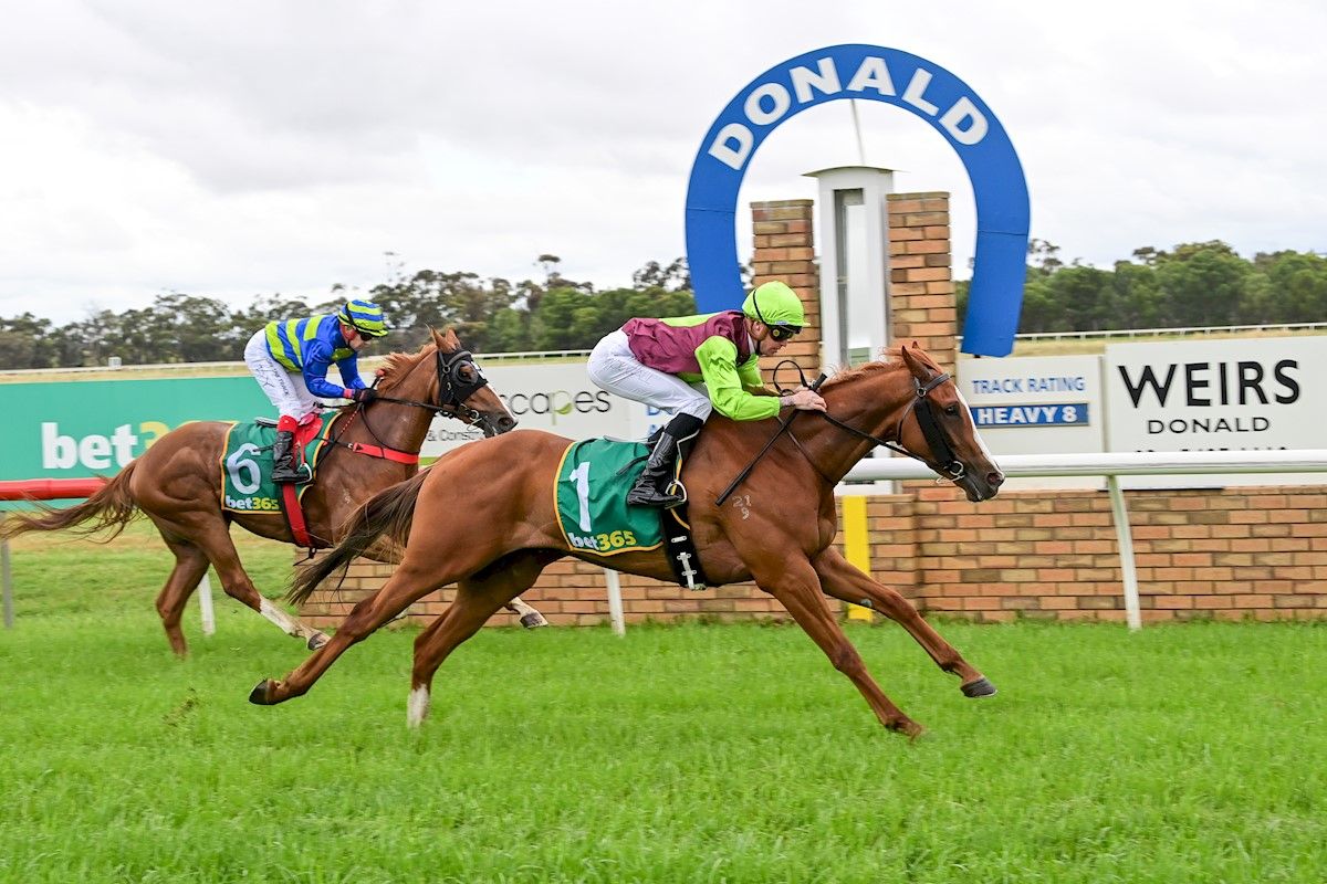 Tried Horses for Sale Melbourne Buy Racing Horses in Melbourne, Victoria