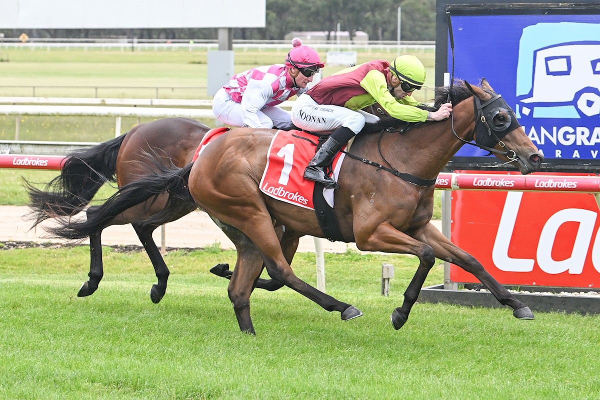 Tried Horses for Sale Melbourne Buy Racing Horses in Melbourne, Victoria