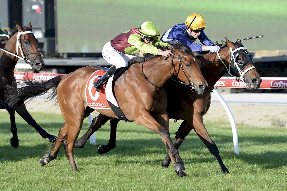 Tried Horses for Sale Melbourne Buy Racing Horses in Melbourne, Victoria