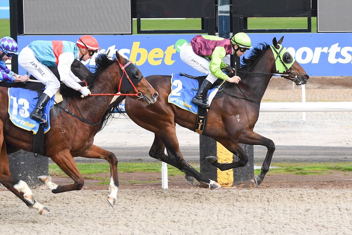 Tried Horses for Sale Melbourne Buy Racing Horses in Melbourne, Victoria