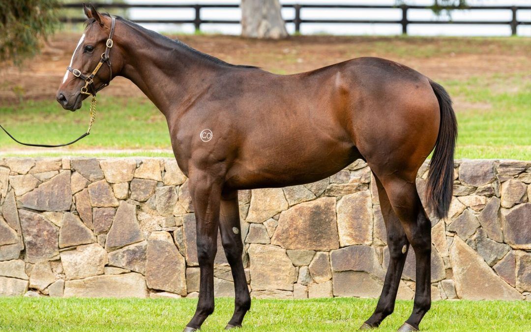 Blue Point – Treasure Island Yearling Colt