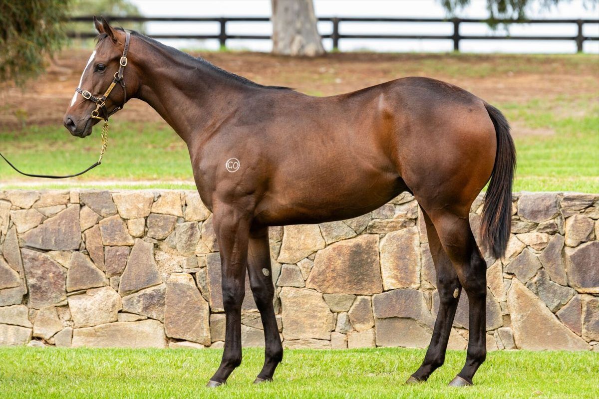 Blue Point – Treasure Island Yearling Colt