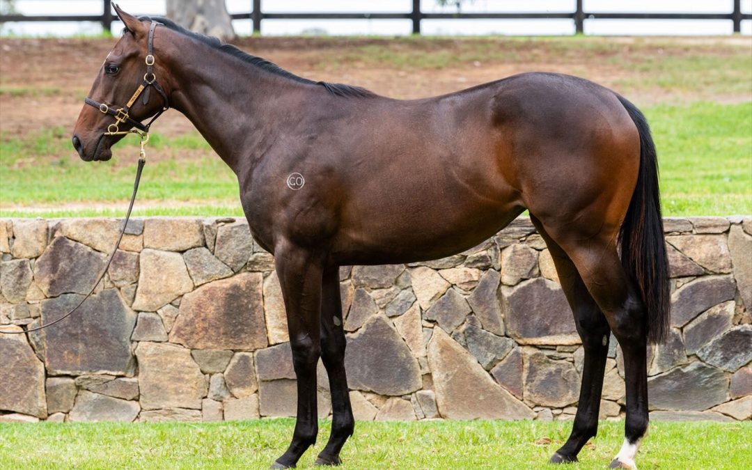 Blue Point – Villa Albani Filly