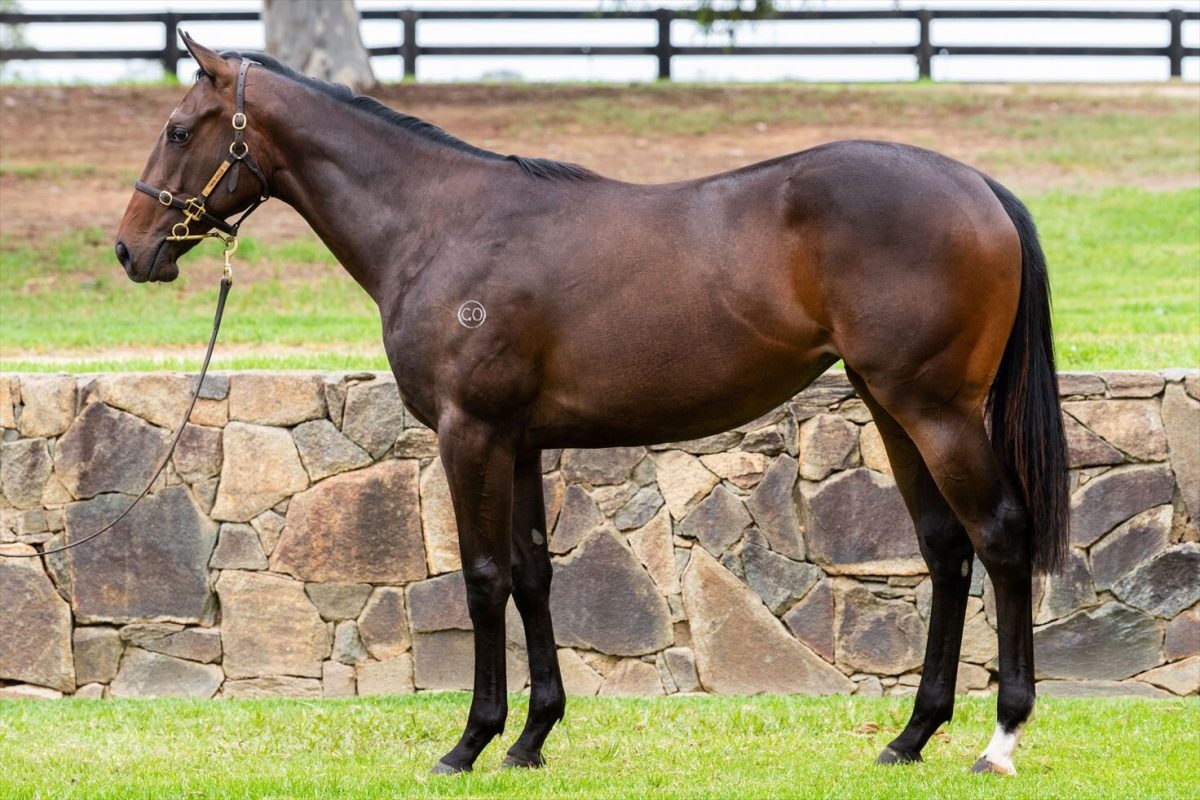 Blue Point – Villa Albani 2YO Filly