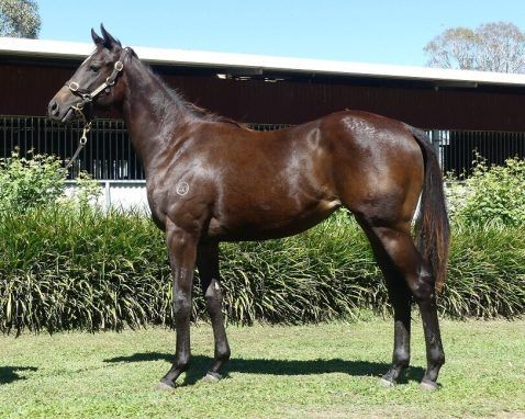 I Am Immortal - Fox Two Yearling Filly