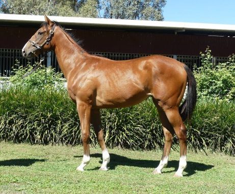 Thronum - Salmon Bay Yearling Filly