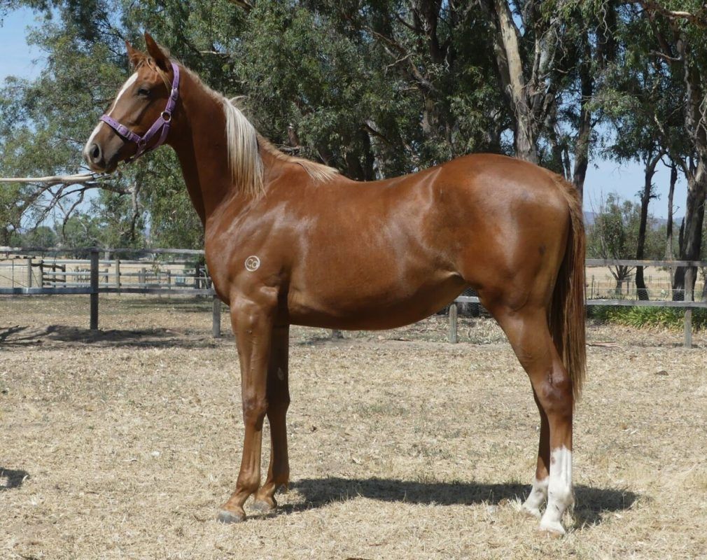 Bon Aurum – Maxixe Yearling Filly