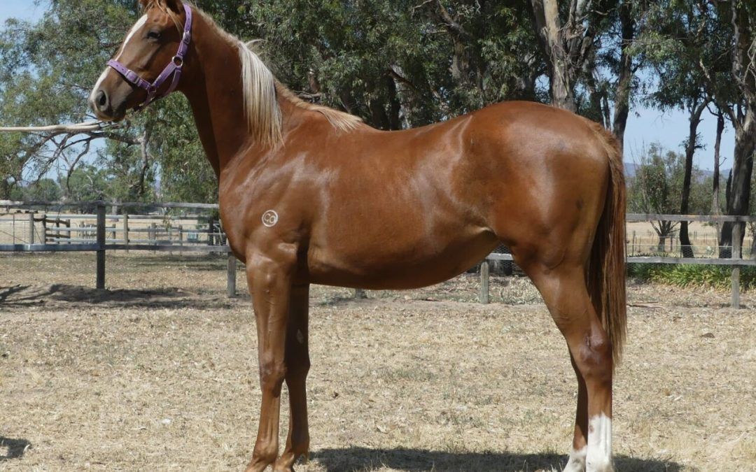 Bon Aurum – Maxixe Yearling Filly