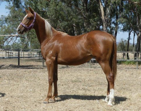 Bon Aurum - Maxixe Yearling Filly