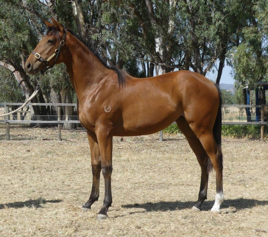 Paulele – Villa Albani Bay Filly