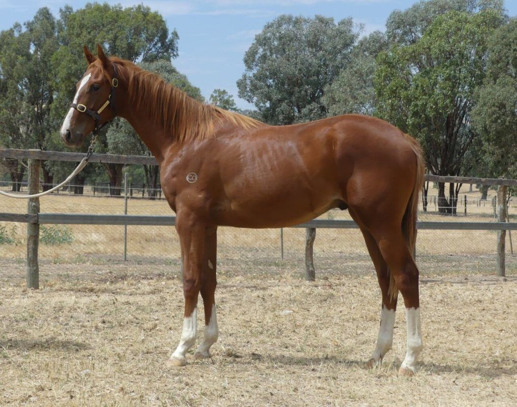 Bon Aurum – Descanso Beach Chestnut Yearling