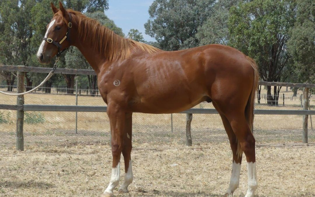 Bon Aurum – Descanso Beach Chestnut Yearling
