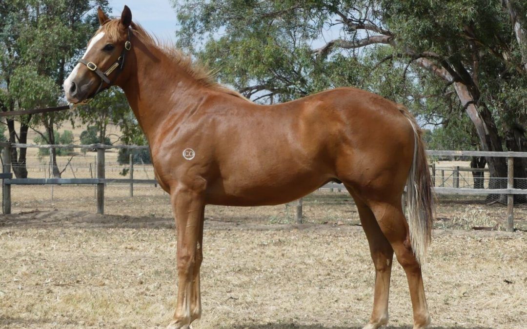 Impending – Magic Magnus Chestnut Colt