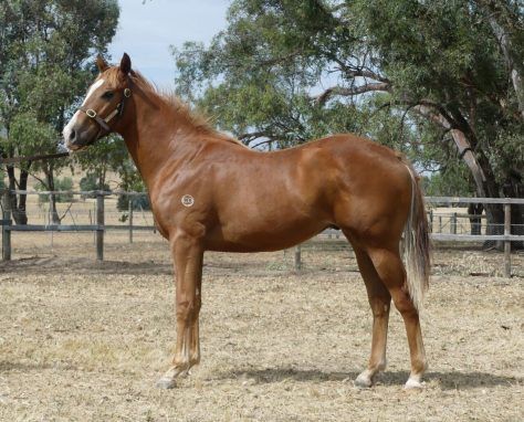 Impending - Magic Magnus Chestnut Colt