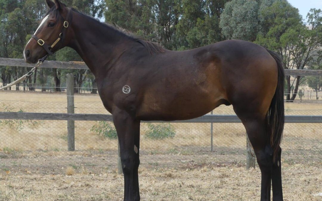 Impending – Eight Times A Lady Brown Colt