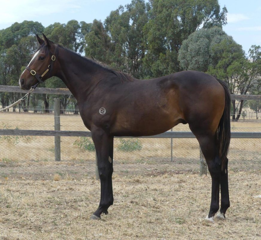 Impending – Eight Times A Lady Brown Colt