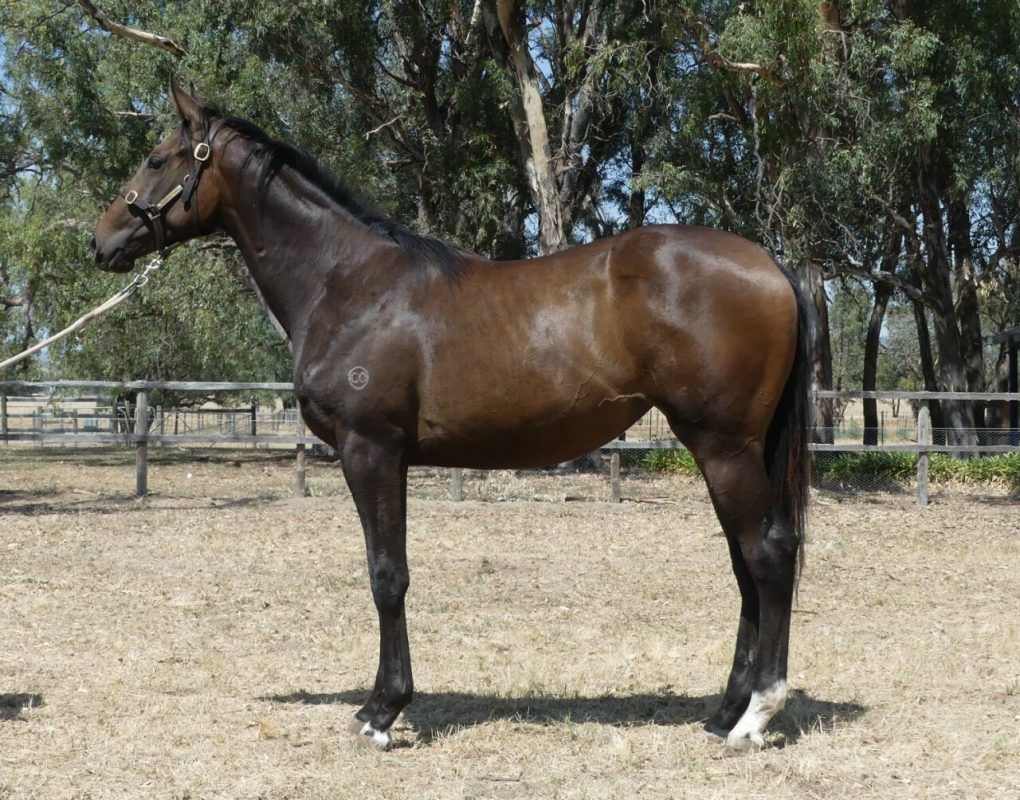 I Am Immortal – Just Like Magic Brown Filly