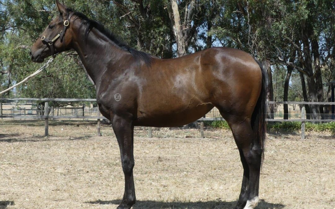 I Am Immortal – Just Like Magic Brown Filly