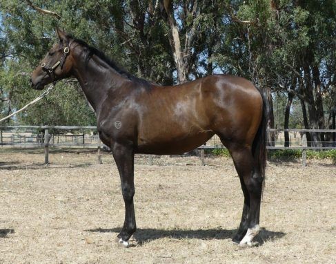 I Am Immortal - Just Like Magic Brown Filly