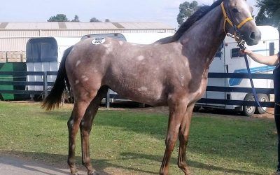 BIG BROWN/IMANACTRESS FILLY 2014 – 10% SHARE ONLY $950.00 + TOO LATE ALL GONE!!