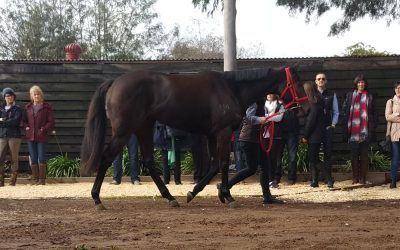 SAVAJU BURSTS THROUGH AT BENDIGO