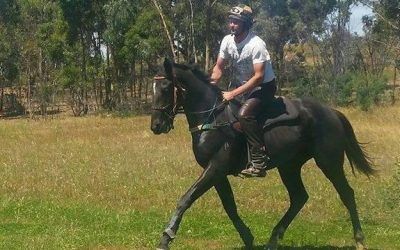 LUCAS CRANACH COLT READY TO COME IN