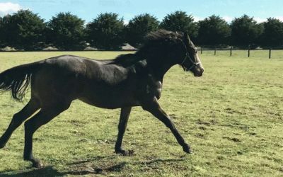 REDWOOD/GRACIOUS CURVES FILLY 2015 FOR LEASE