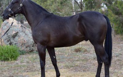 REDWOOD/MERCI GRANDE COLT 2016