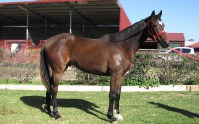 RIP VAN WINKLE/GRACIOUS CURVES 2016