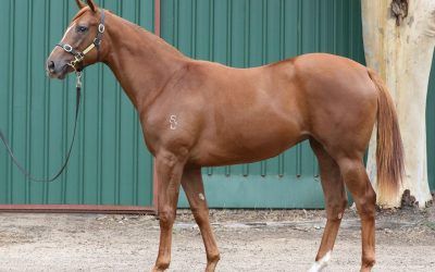 HAMPTON COURT/PATRICIA’S GEM FILLY 2016