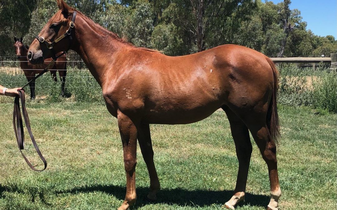 Winning Rupert/Startling Aura Colt 2019