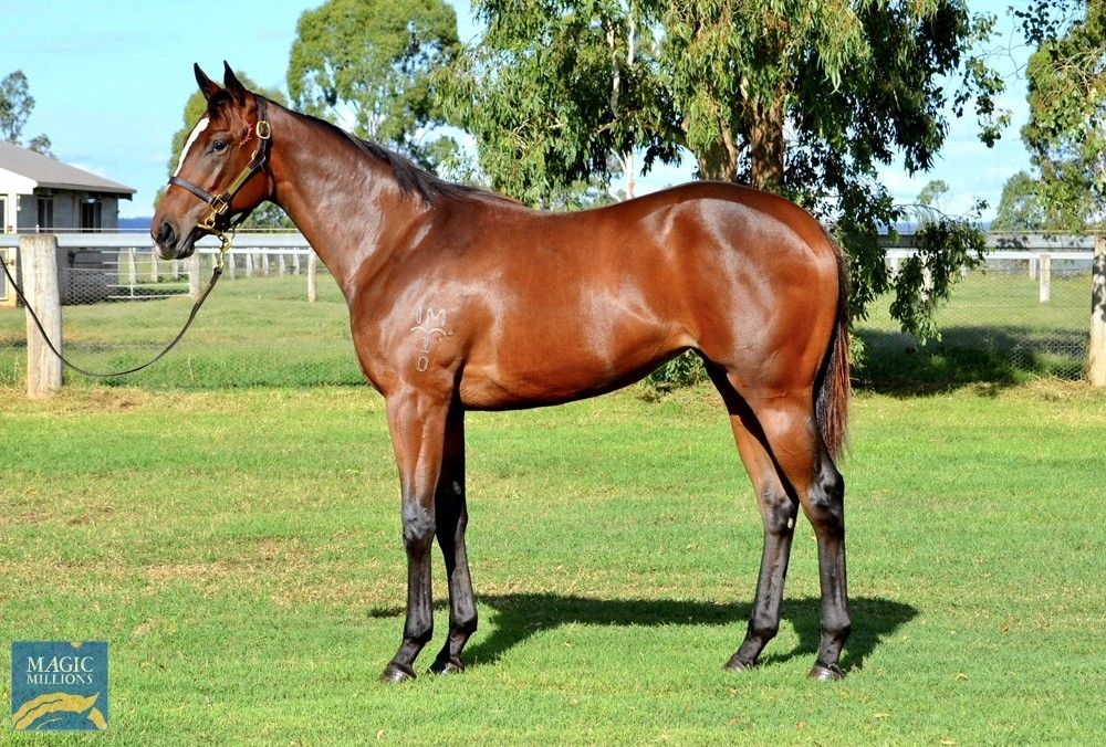 Real Steel – Zabeel’s Choice Filly